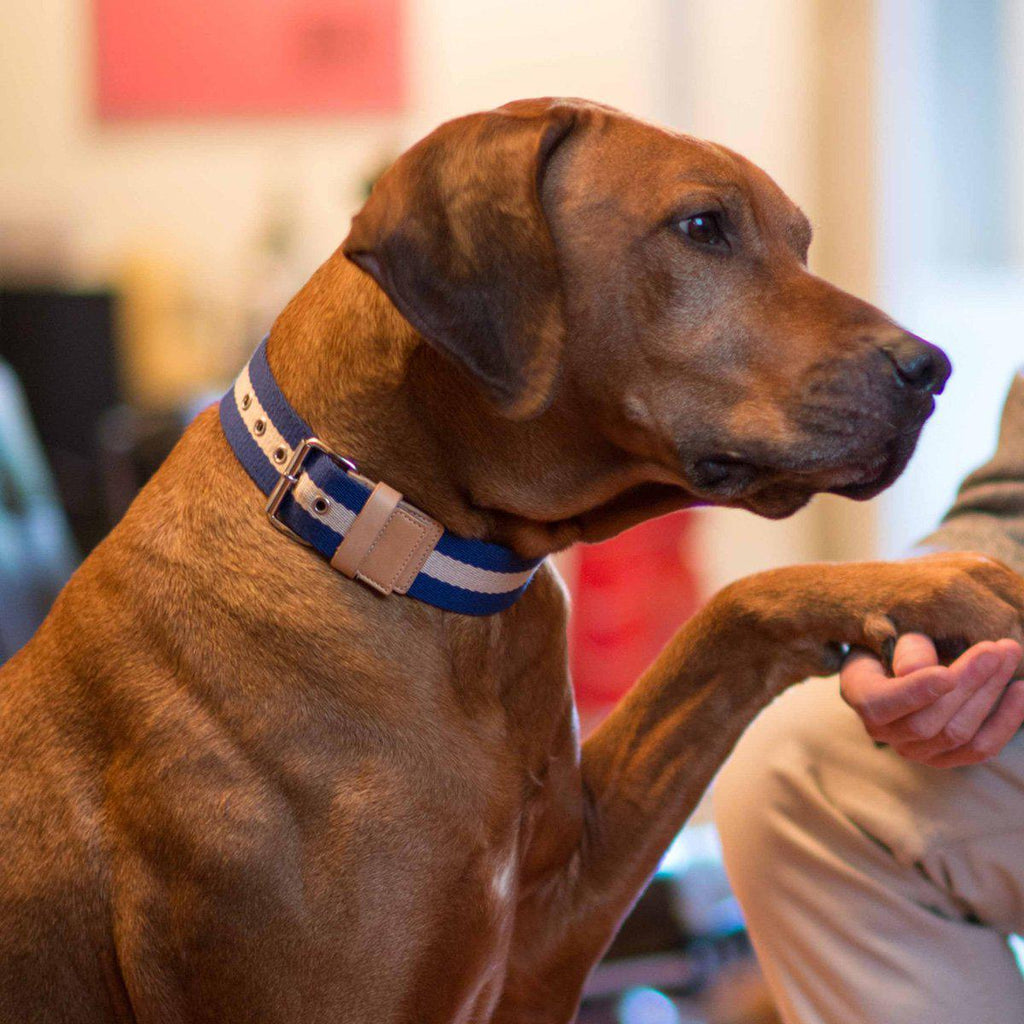 Blue and Cream Tape Large Dog Collar
