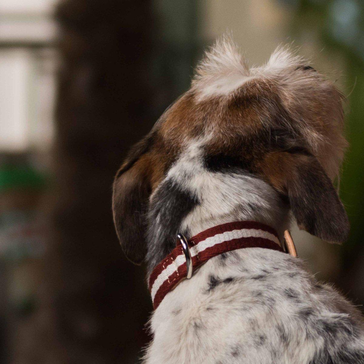 Bordeaux And Cream Tape Small Dog Collar