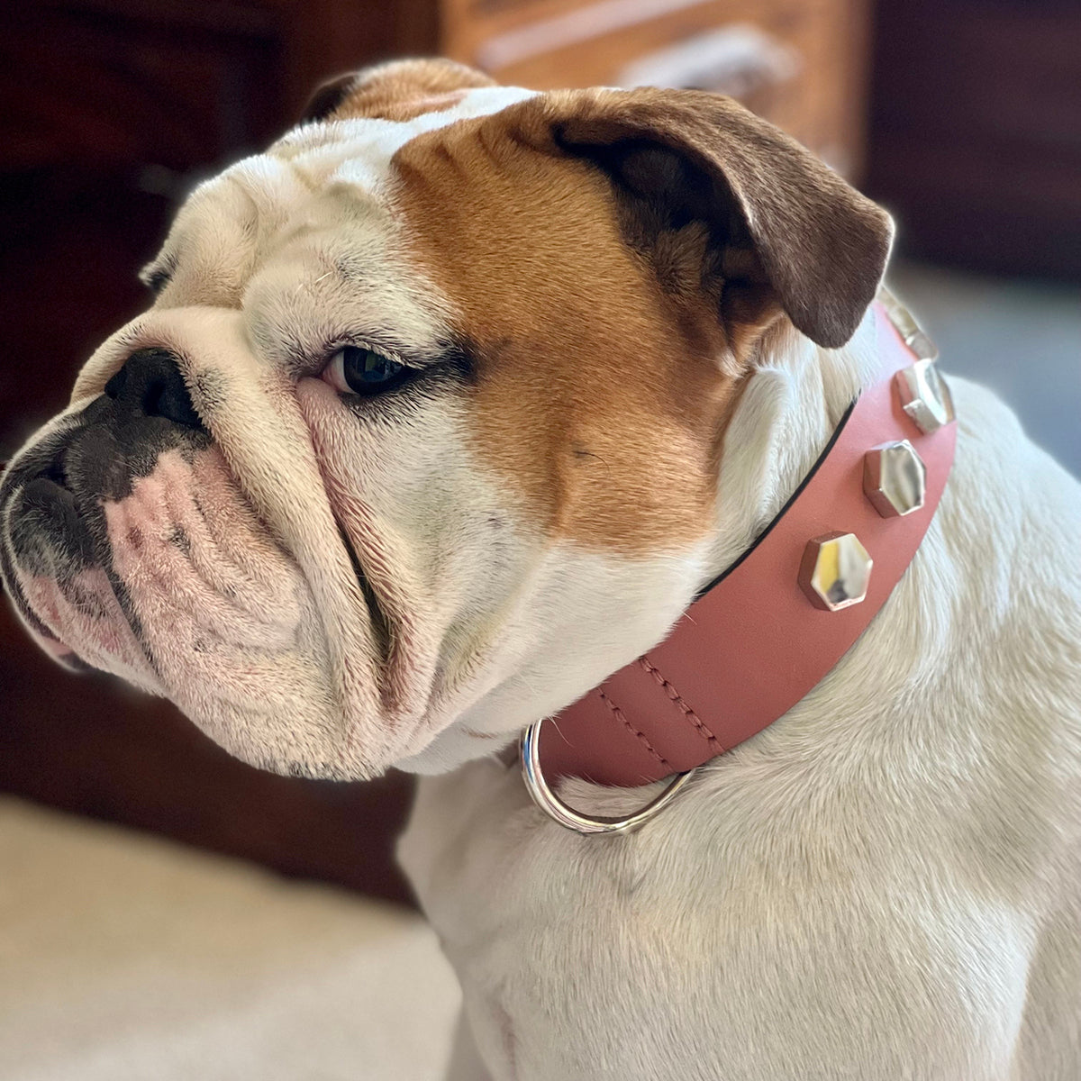 Box Dog Collar Pink